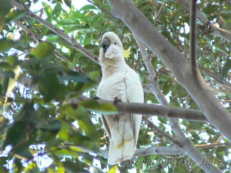 White cockatoo, Lower Beechmont P1030191.JPG